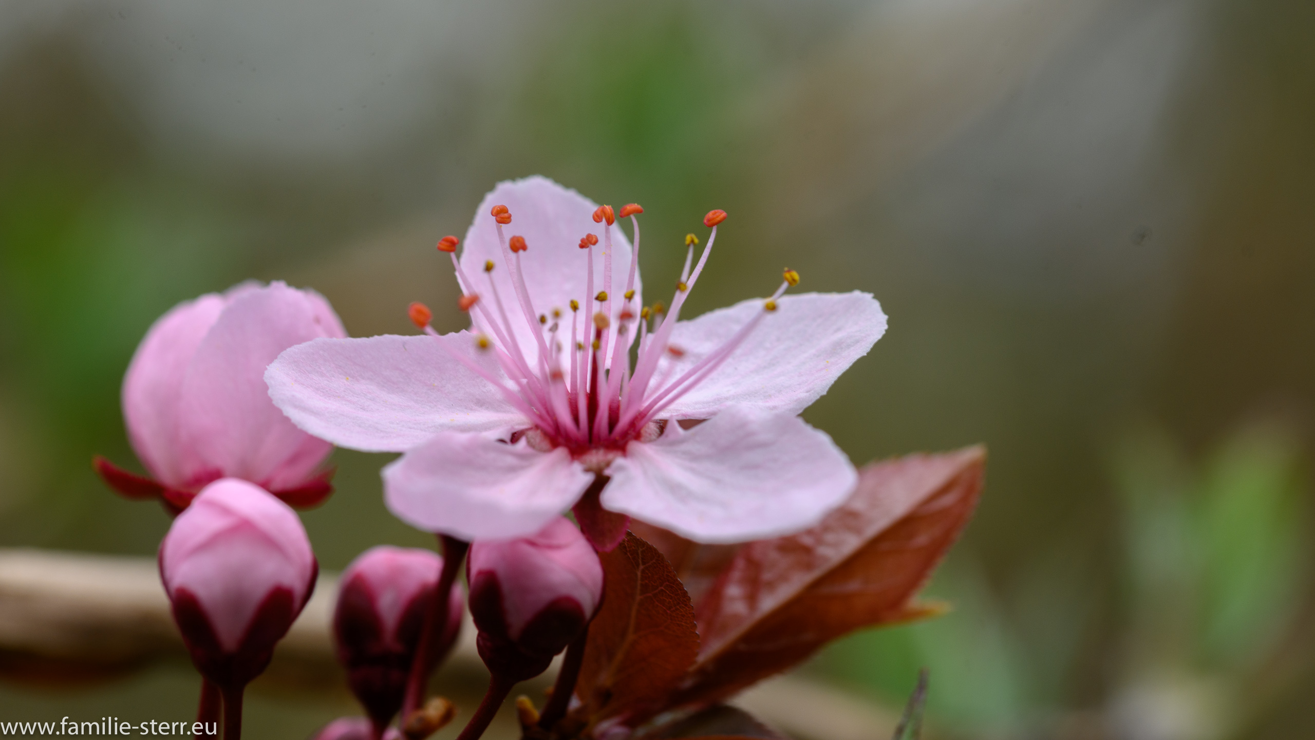 Sichtungsgarten Freising / Weihenstephan