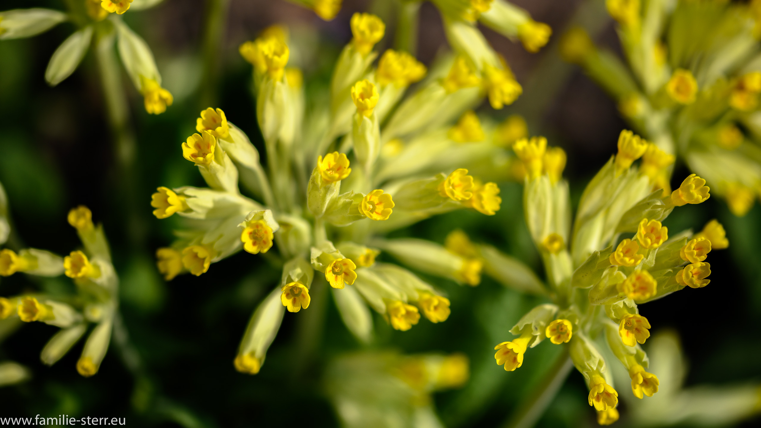 Sichtungsgarten Freising / Weihenstephan