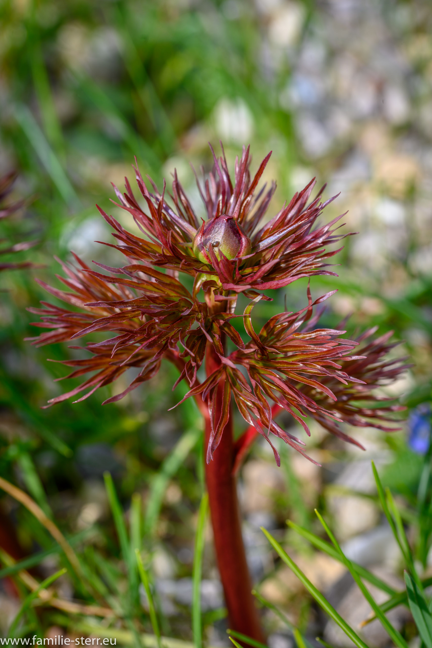 Sichtungsgarten Freising / Weihenstephan