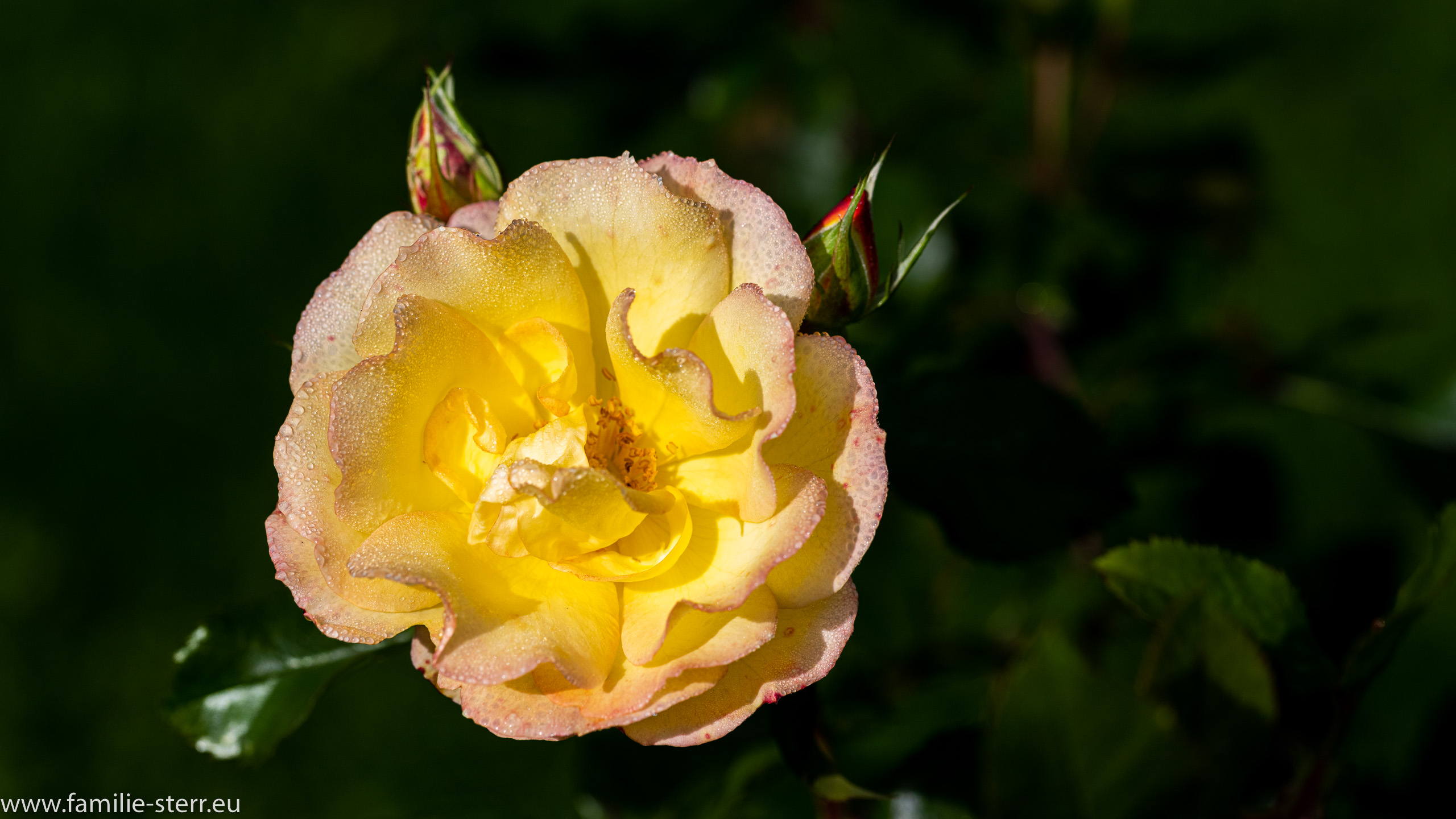 Insel Mainau - Bodensee
