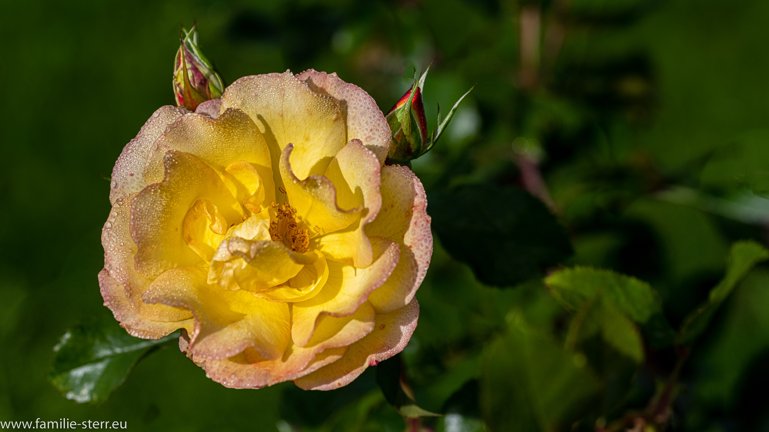 Insel Mainau - Bodensee