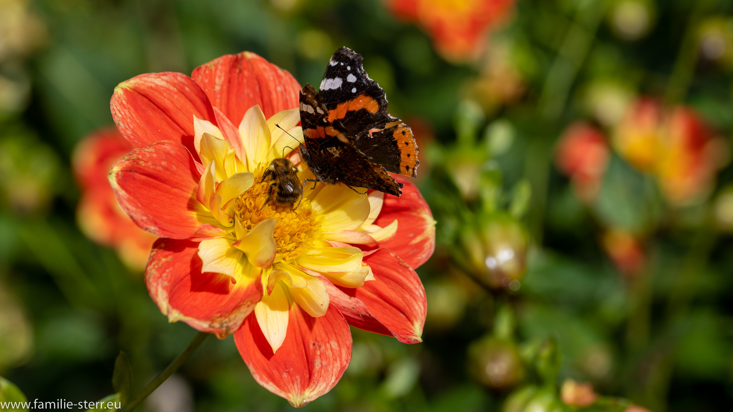 Insel Mainau - Bodensee