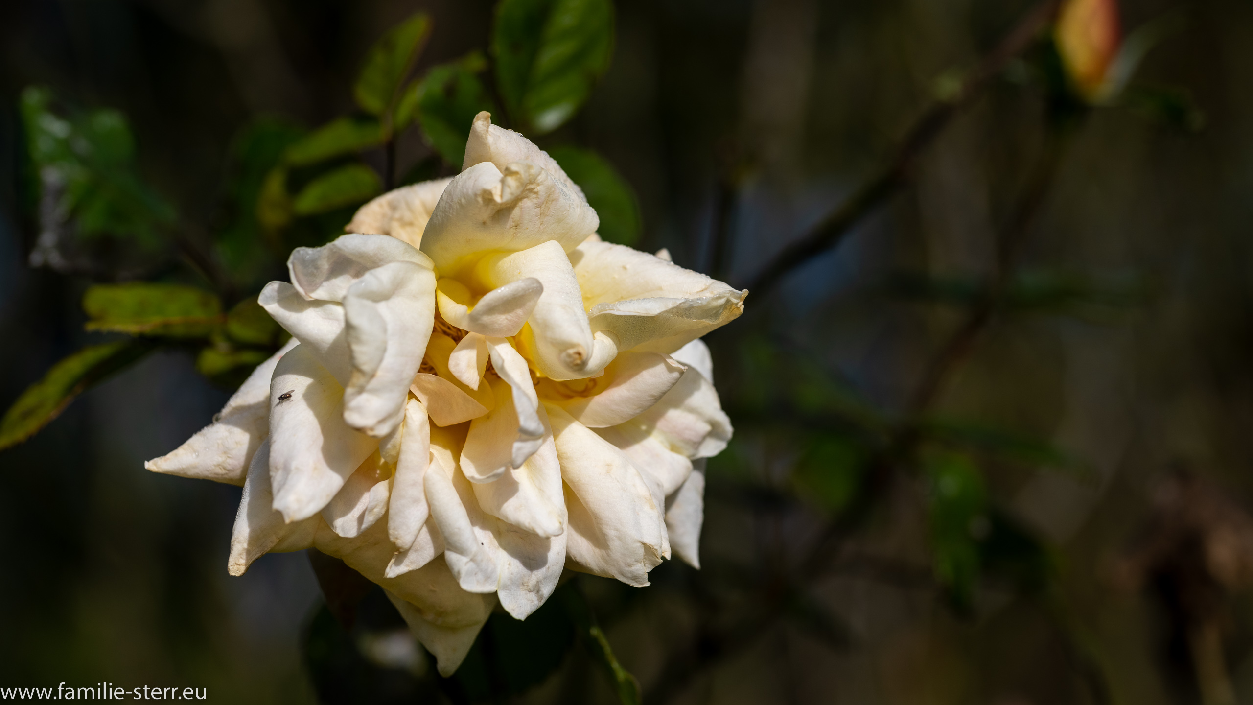 Insel Mainau - Bodensee
