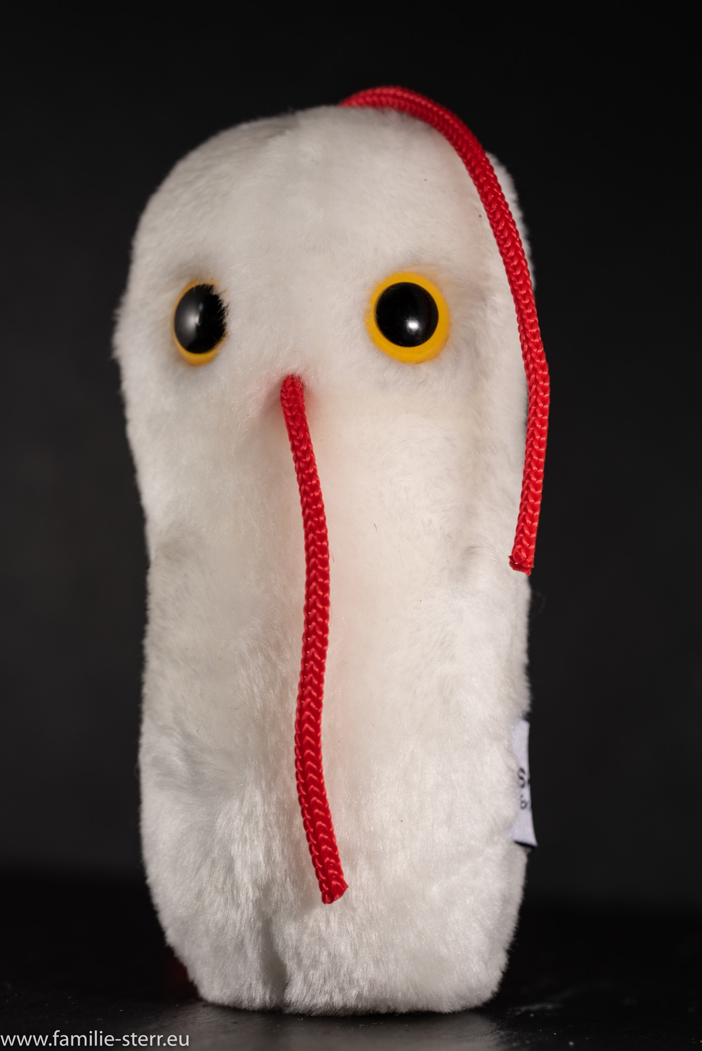Salmonella