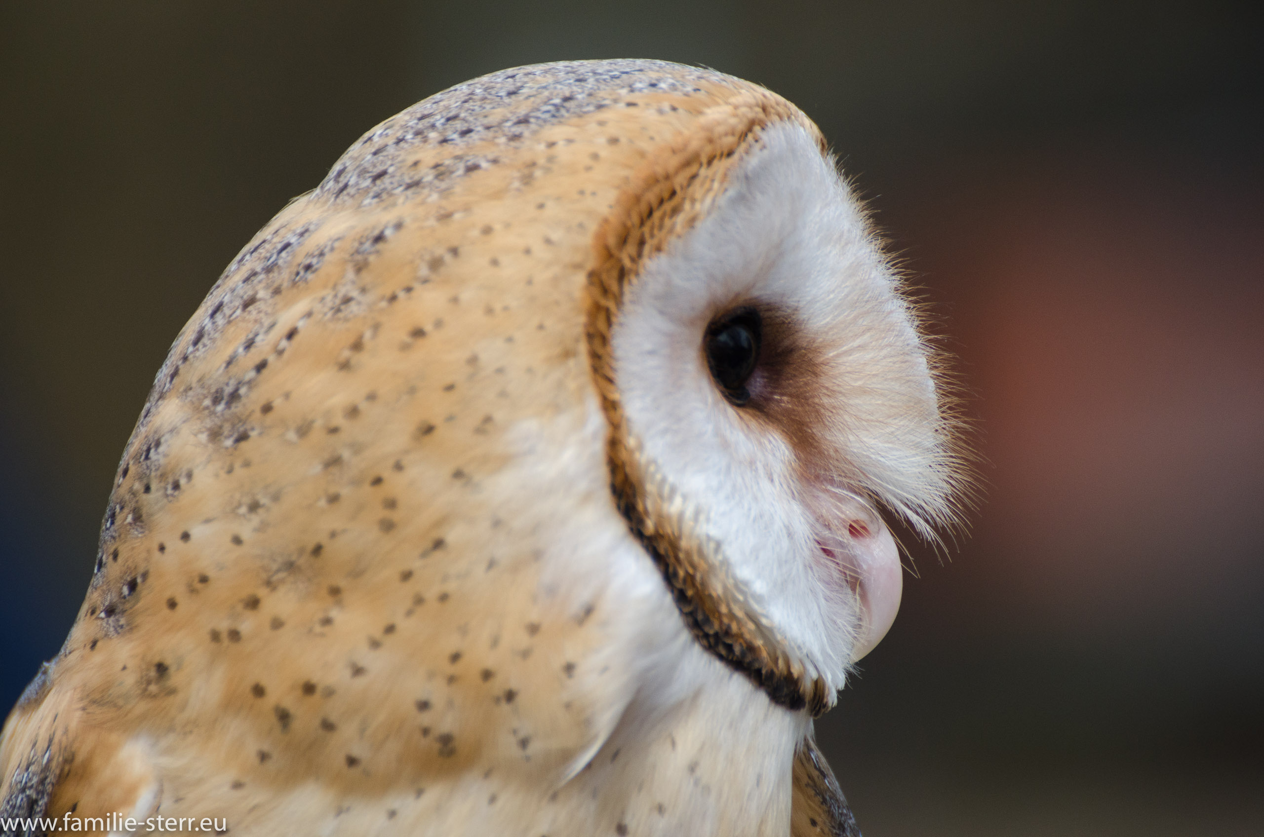 Hellabrunn