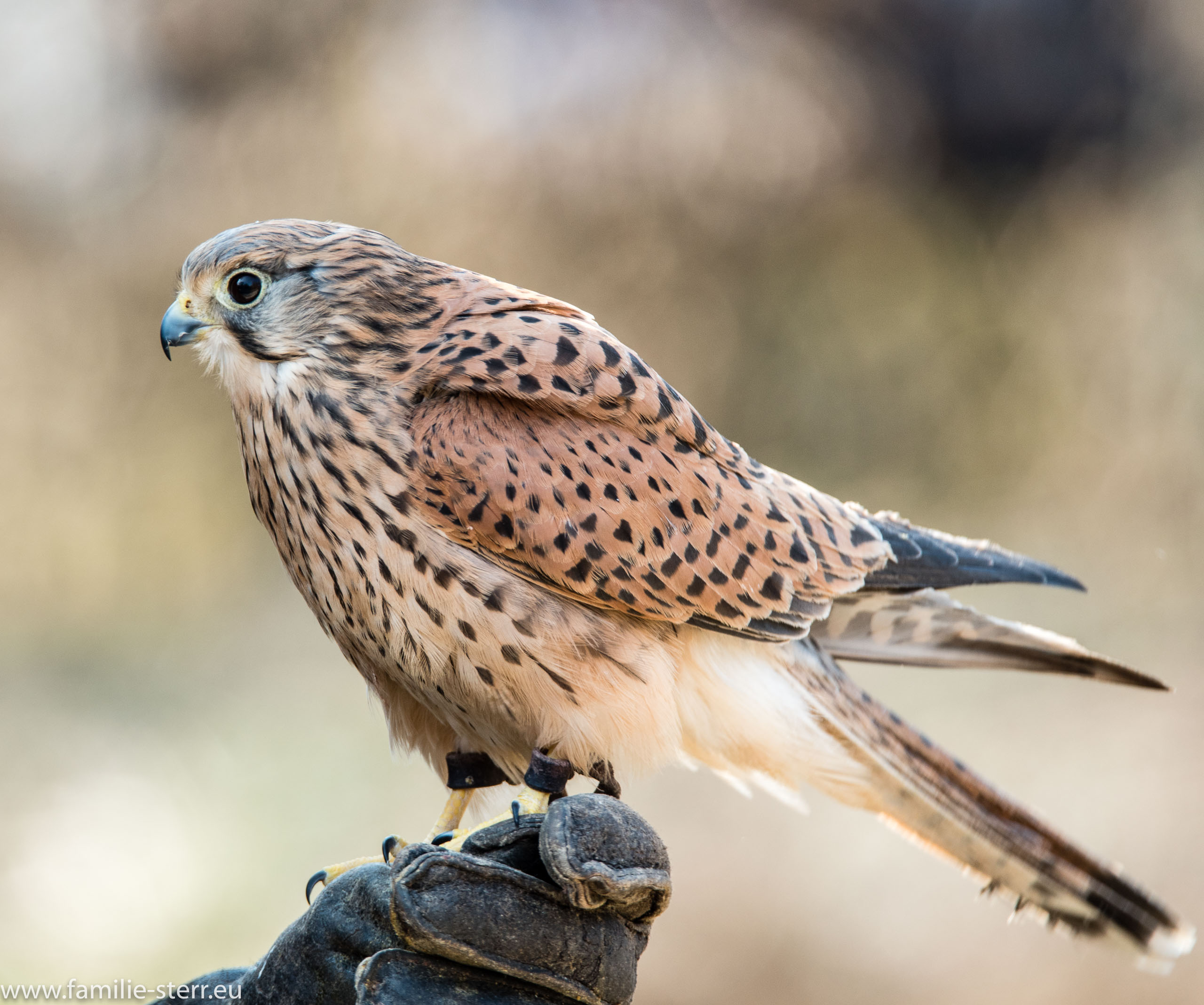Hellabrunn