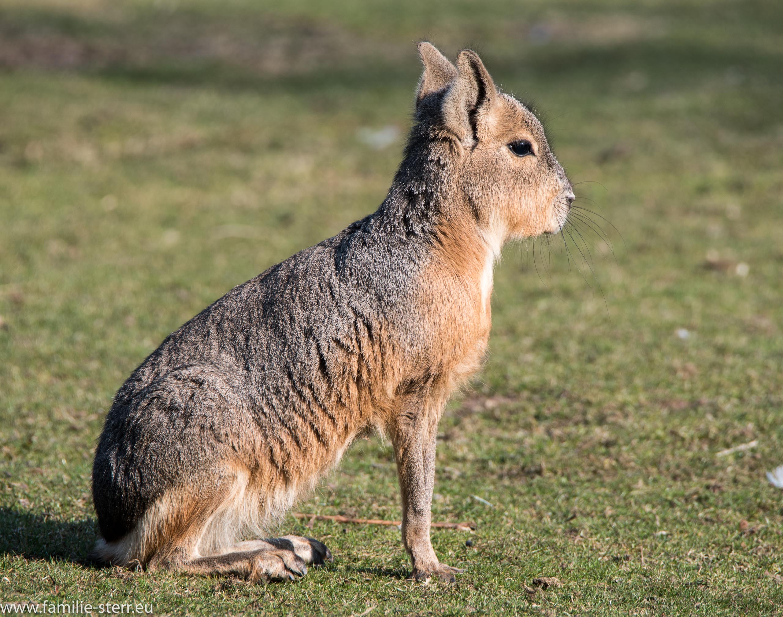 Hellabrunn