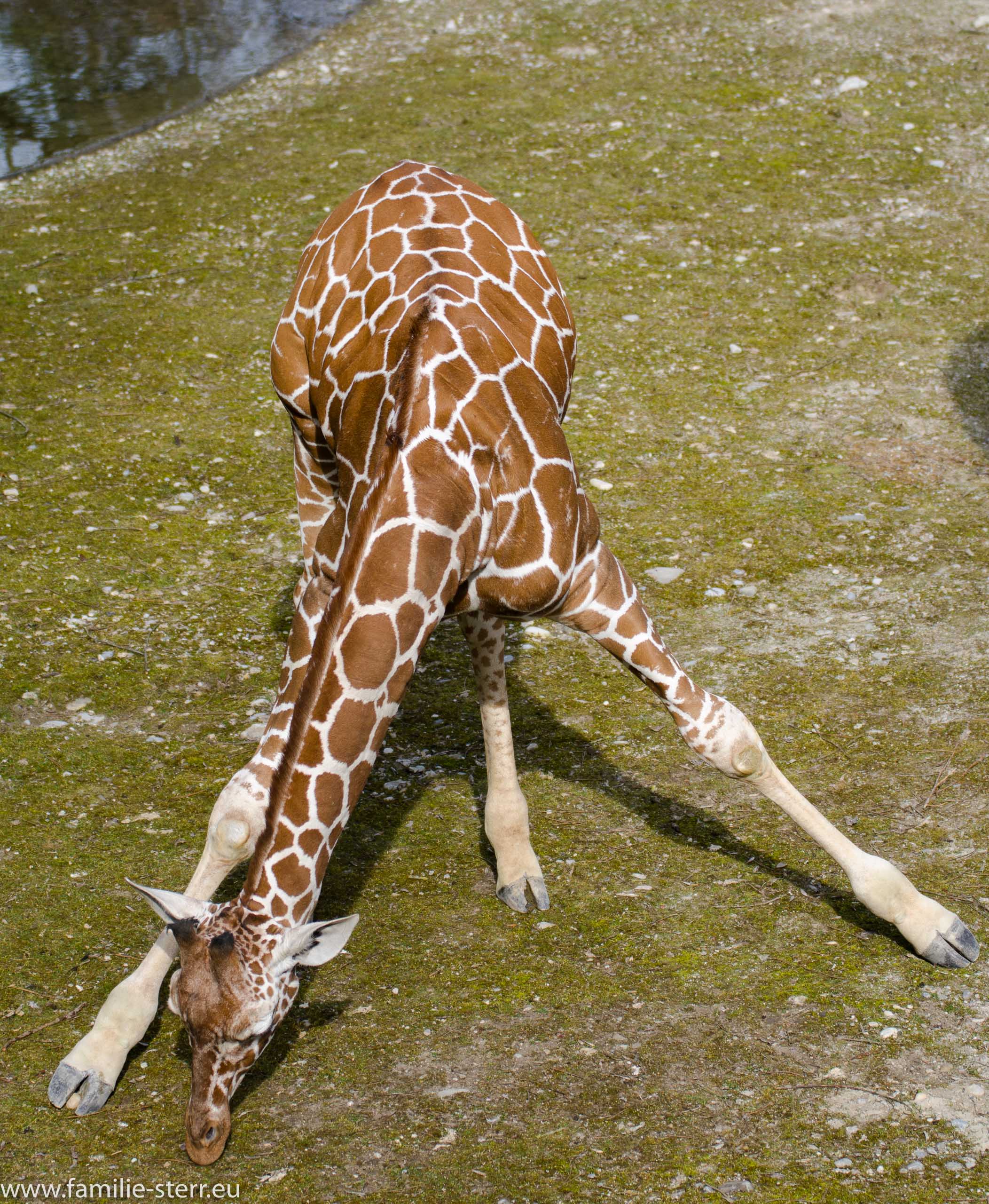 Hellabrunn