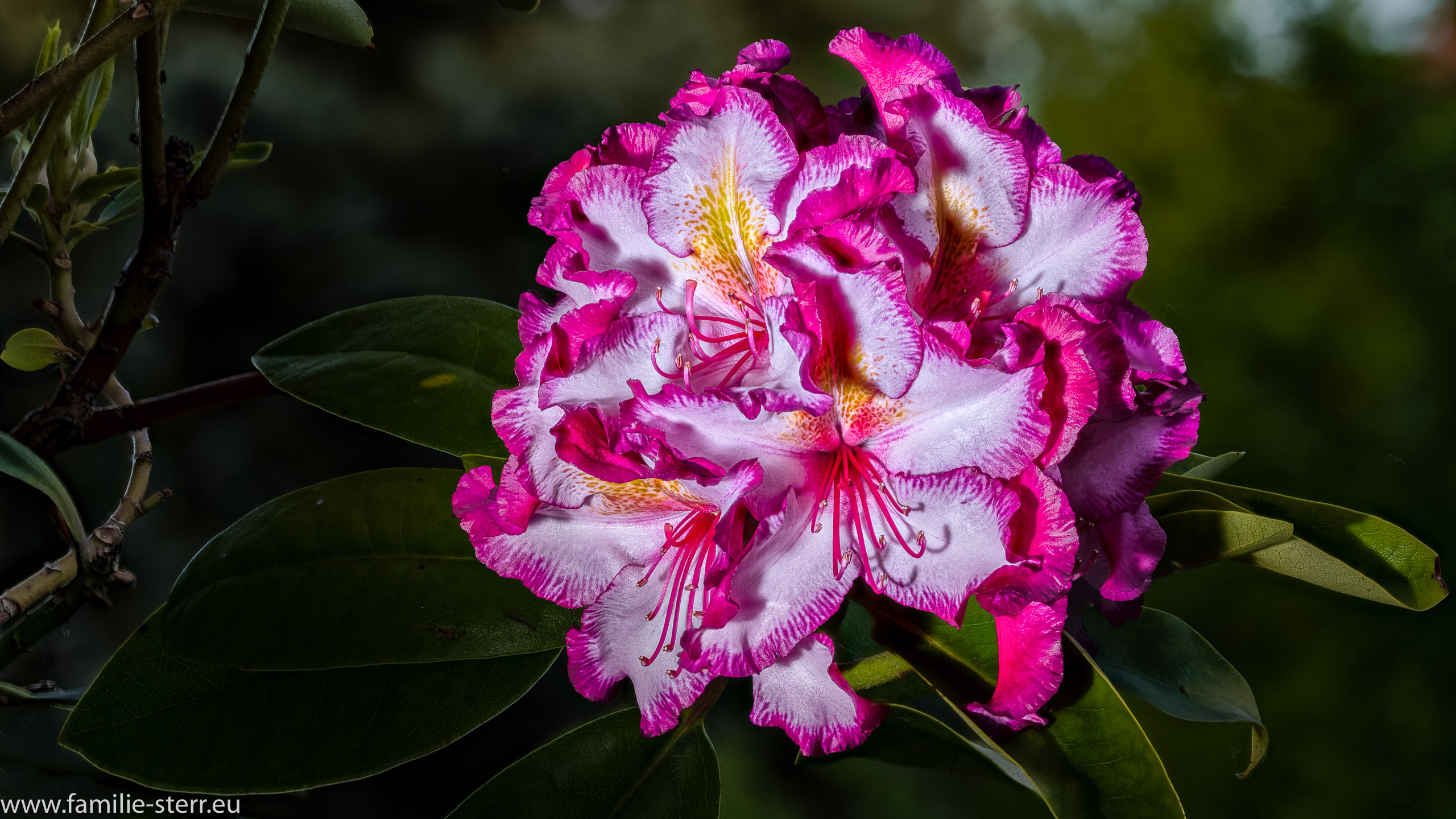 Happydendron index 1