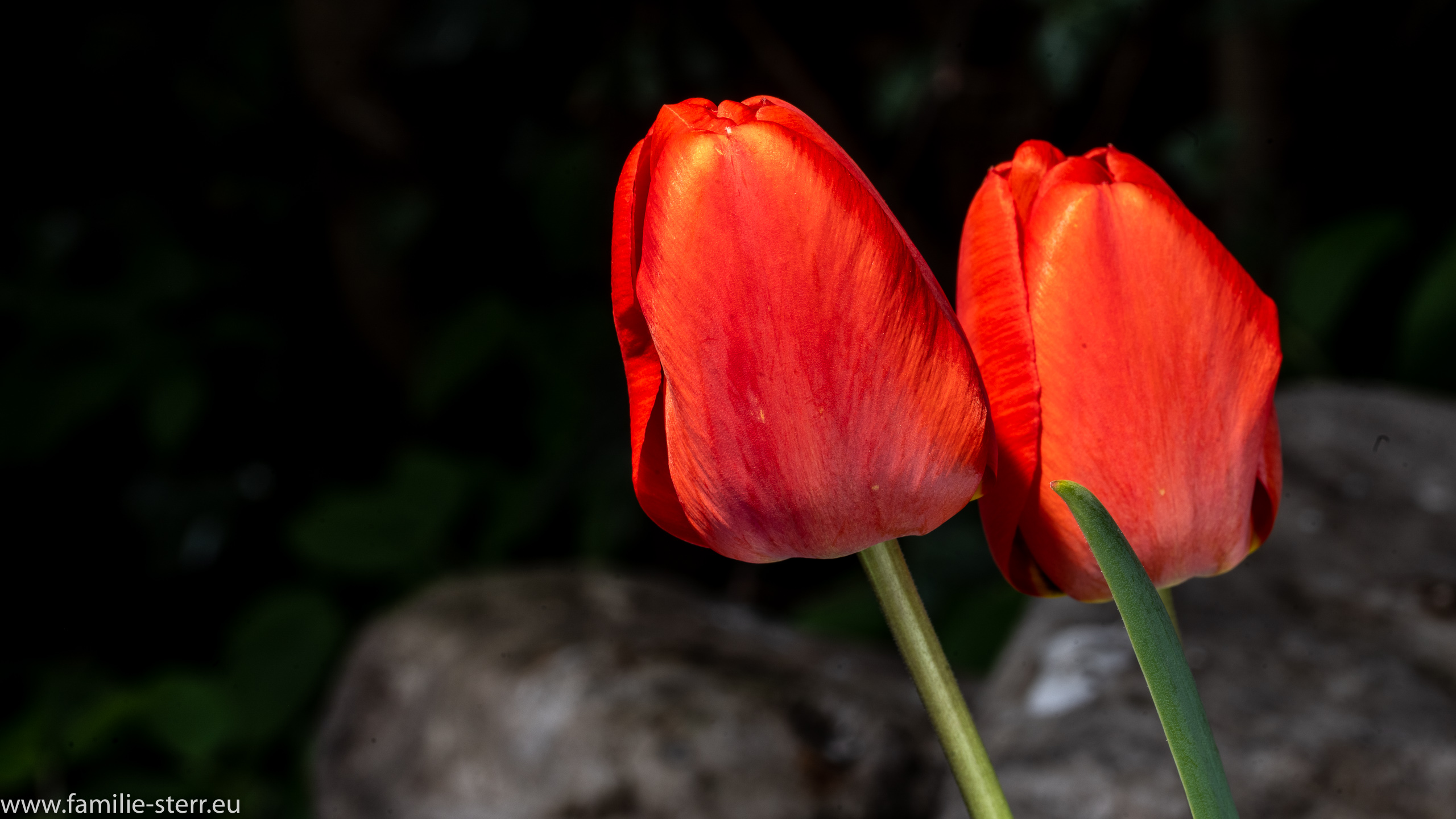 Tulpen 1