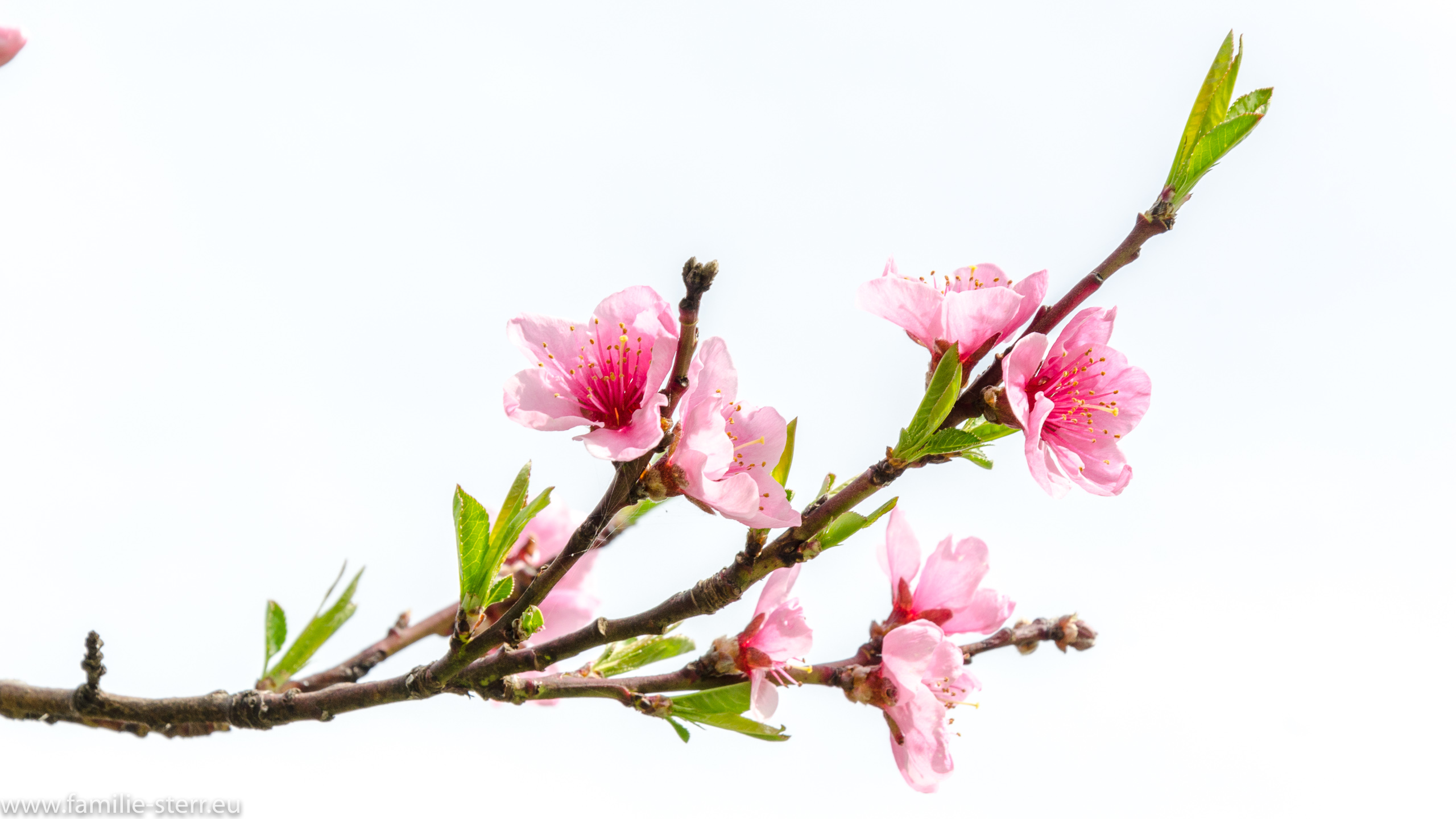 Blüten und Blätter