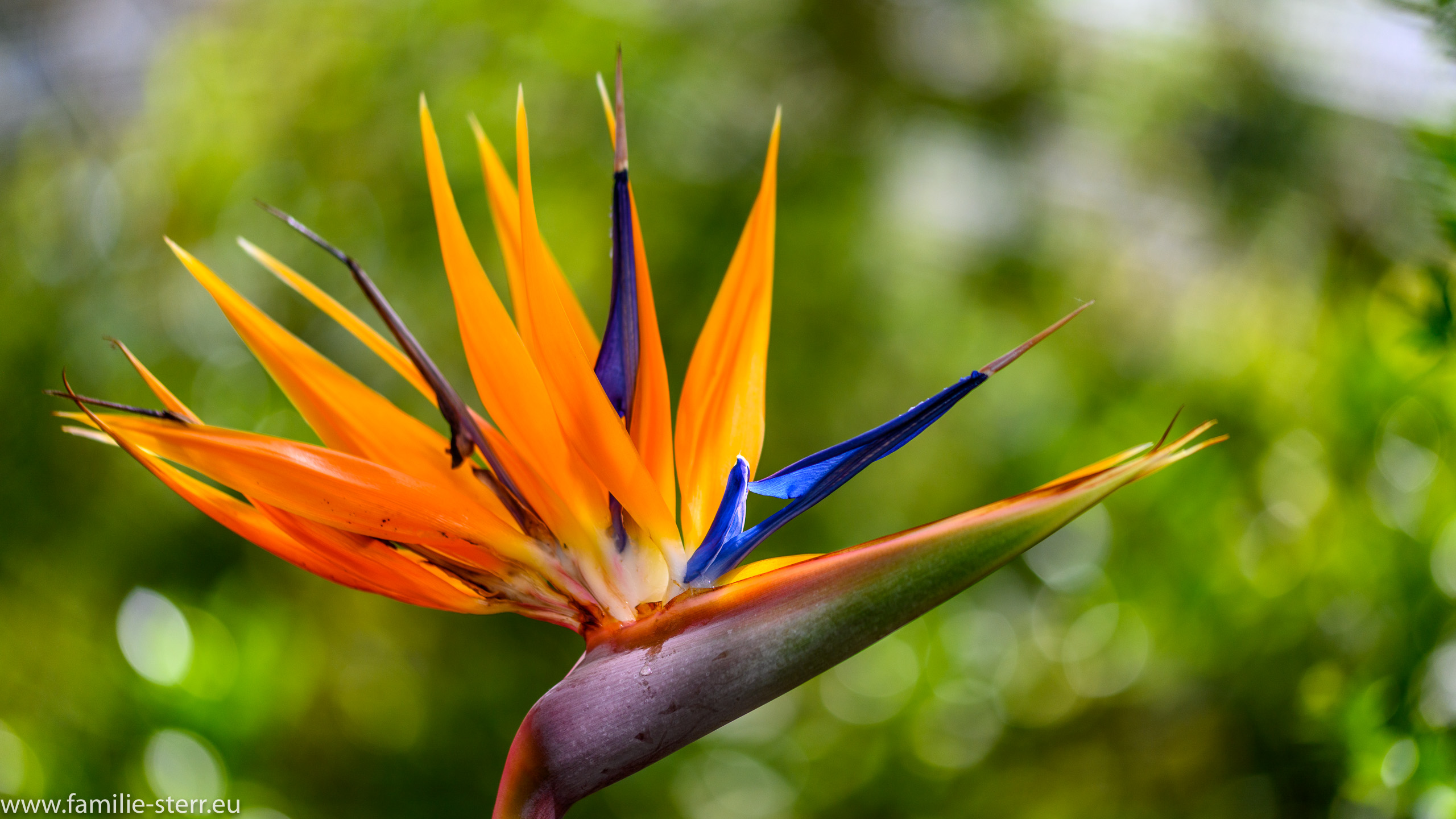 Botanischer Garten München