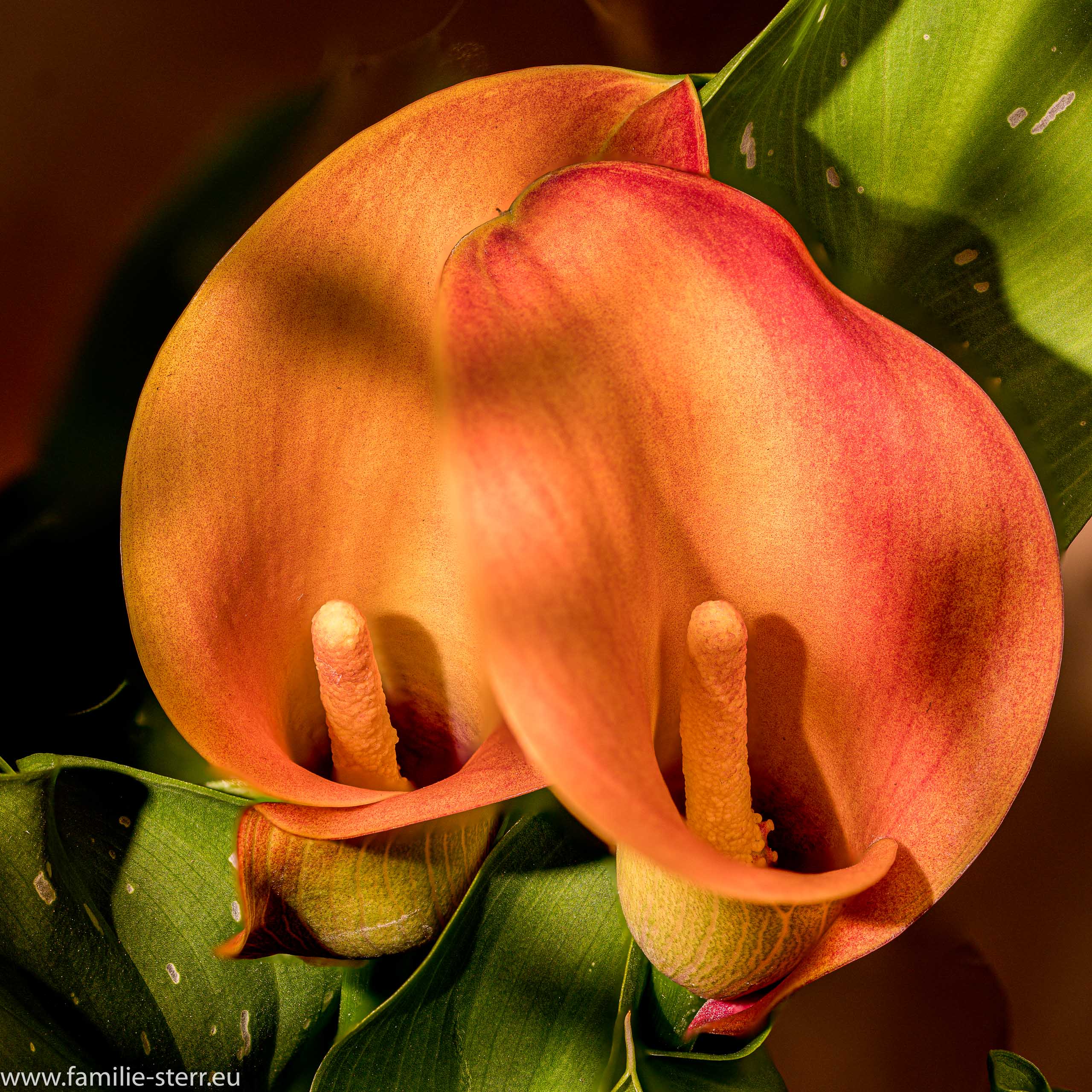 Zantedeschia
