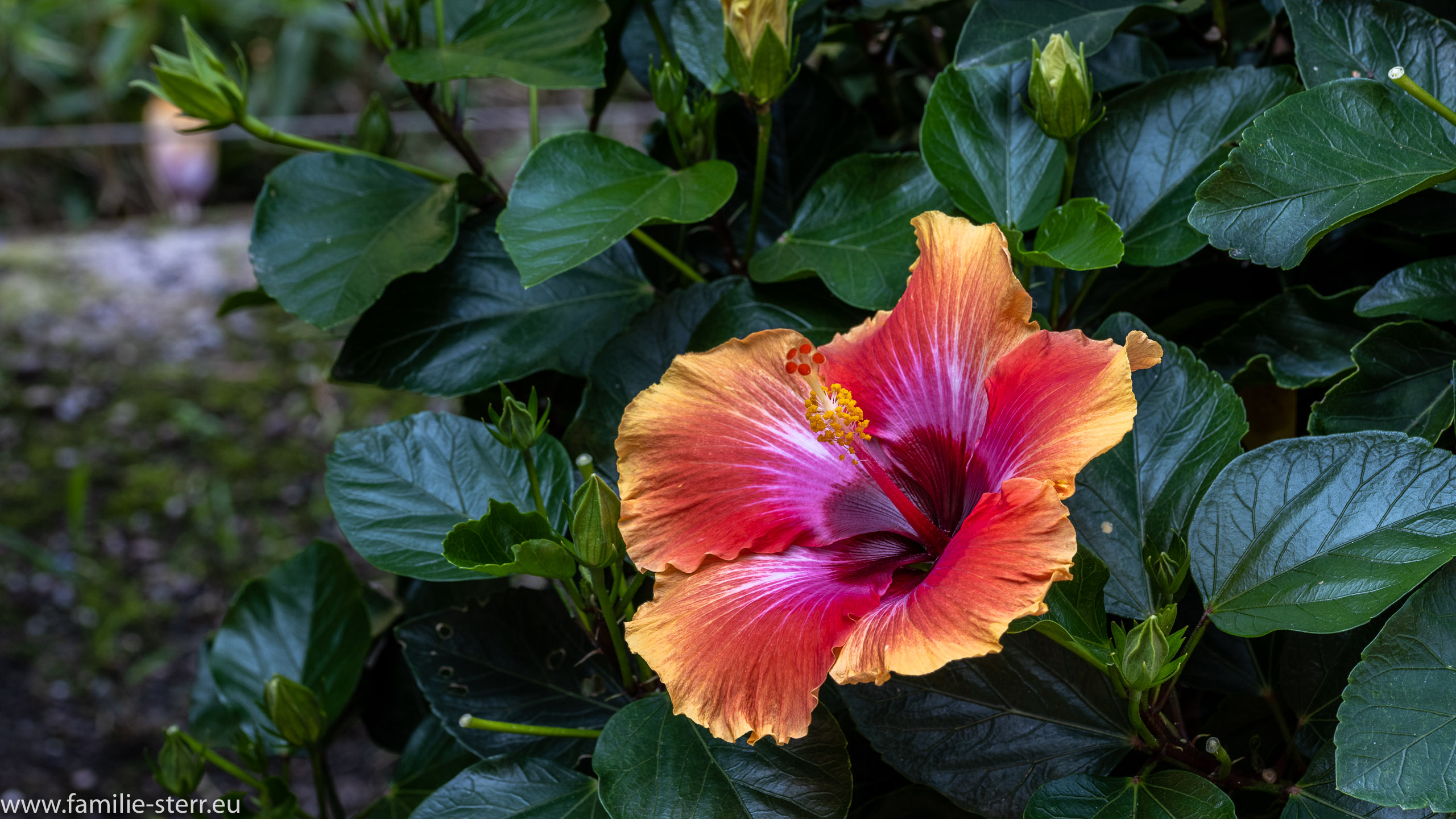 Hibiscus